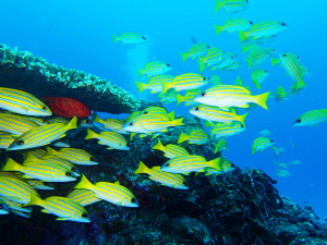 旧盆は、伊江島に帰ろう