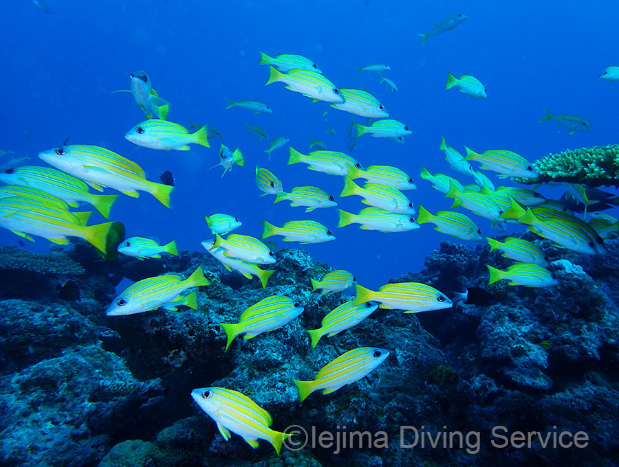 伊江島パッチリーフのヨスジフエダイ