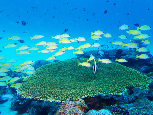 伊江島パッチリーフのヨスジフエダイ