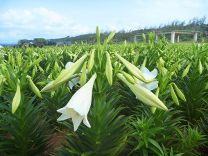 リリーフィールドのゆり4月15日