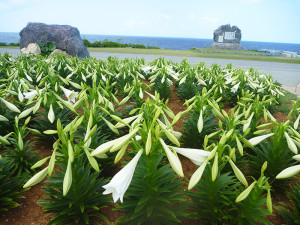 リリーフィールドのゆりは一分咲き