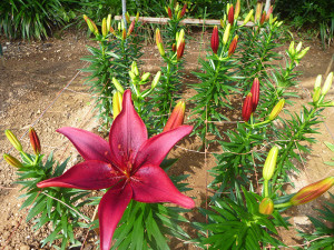 世界のゆりコーナー